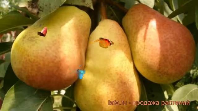 Груша плодовая Аллегро (pyrus communis allegro) ? Аллегро обзор: как сажать, саженцы груши Аллегро смотреть онлайн