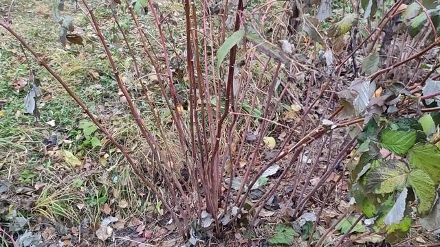 Когда и как обрезать ремонтантную малину! смотреть онлайн