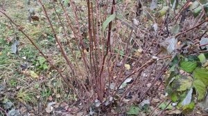 Когда и как обрезать ремонтантную малину!