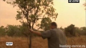 Охота на львов в Танзании . 2018