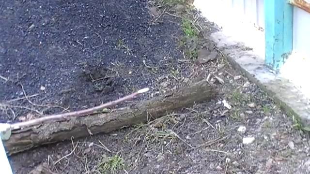 Зффективная прививка вишни на черешню(опылитель) смотреть онлайн