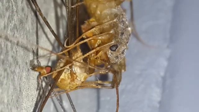 Многоножка жрет комара