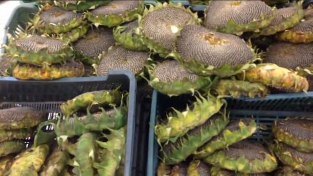 VLOG: Мне подарили МАКБУК?! // Странные покупки из ПОЛЬШИ смотреть онлайн