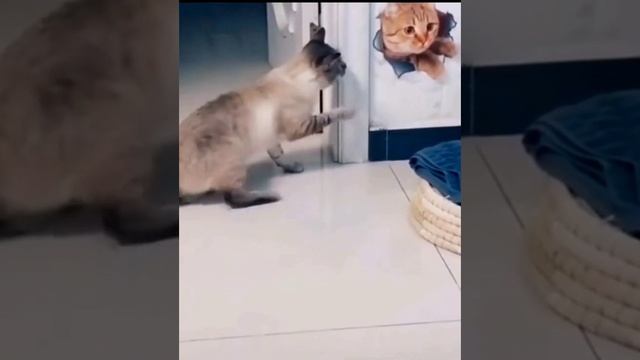 Смешные Видео