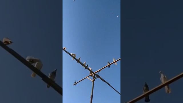 Узбекские Голуби Бухарское Породы Идеальный Игры Полёт От Мехриддинa гБухара,Buhorani Kaptari!! смотреть онлайн