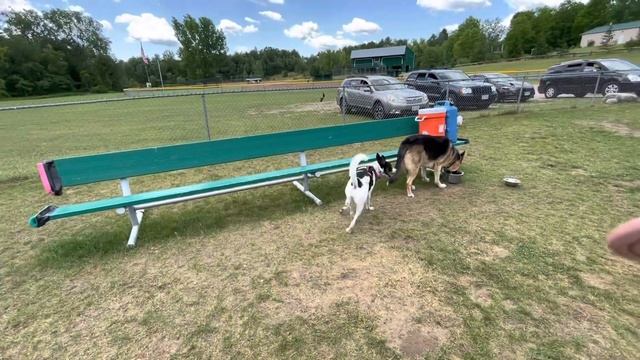 #DogPark Sassy At The Dog Park! How To Use The Dog Park! Beginner Dog Park! смотреть онлайн