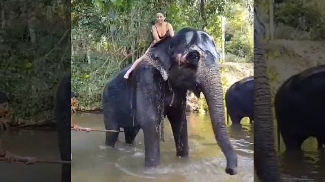 Купание со слоном в Шри ланке смотреть онлайн
