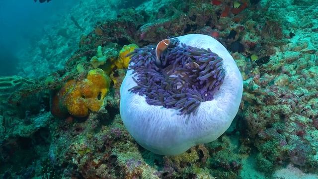 The Best 4K Aquarium ? The Hours Of Beautiful Coral Reef Fish - Sleep Relax Meditation Music