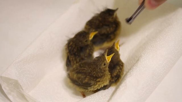 Птенцы зарянки смотреть онлайн