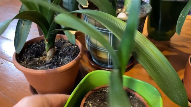 Кливия зимой смотреть онлайн