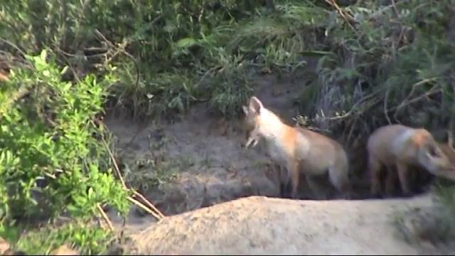 Лис.mpg смотреть онлайн