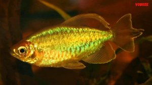 Аквариумная рыбка Тетра Конго Содержание разведение и совместимость Тетры Конго