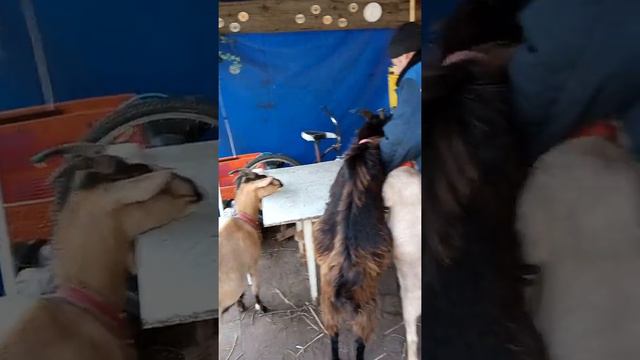 рожки копытца смотреть онлайн