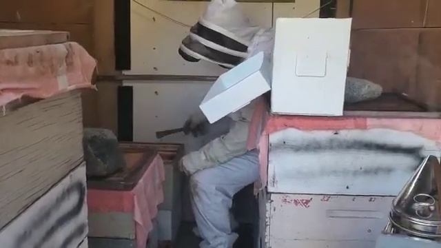 северные пчелы и северный мёд смотреть онлайн
