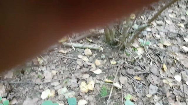 Есть ли съедобные грибы в подмосковье? смотреть онлайн