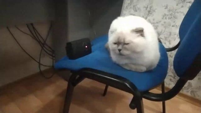 Ультразвуковой отпугиватель мышей, котов SC-03 с АлиЭкспресс смотреть онлайн