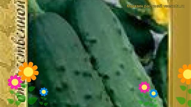 Огурец гибридный Журавленок f1. Краткий обзор, описание характеристик Zhuravlenok f1 смотреть онлайн