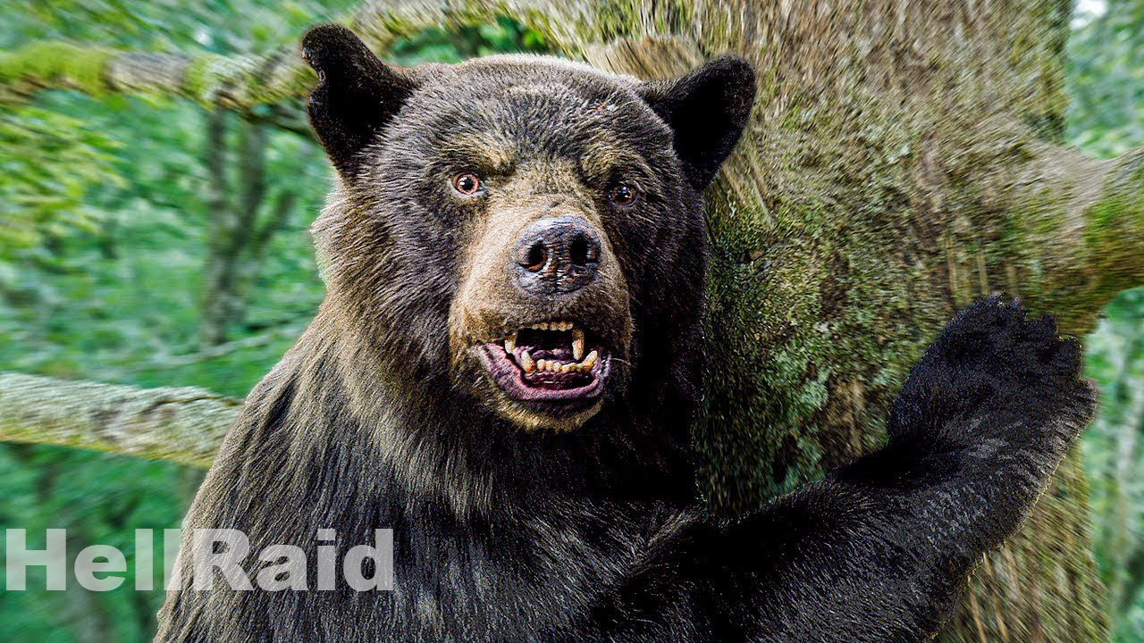 Я медведь|Русский трейлер|Фильм 2024 смотреть онлайн