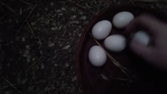 что сделать что бы куры неслись?// И что не делать что бы не разочароваться смотреть онлайн