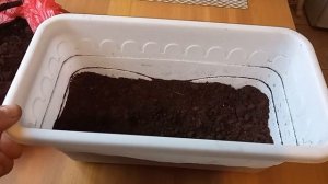 Как сохранить ПИОН весенней покупки до высадки в грунт в квартире.