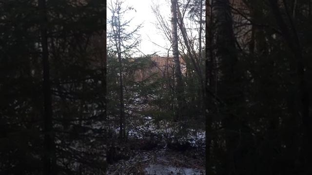 ЗСЛ  Буран 11 месяцев. Первая работа по лосю.mp4