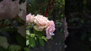 La Rose Du Petit Prince Rose | Purple Rose | Sri lanka🌹