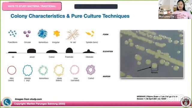 [MICROBIOLOGY] Morphological Characteristics of Bacteria смотреть онлайн