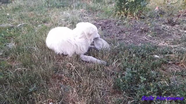 Белль играет с ведром.Belle plays with a bucket. смотреть онлайн