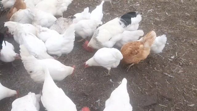 Переделки в курятнике/ Куры гадят в гнёзда /Ответы на коменты смотреть онлайн