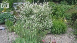 Декоративная ива ➡ Обзор сортов ✅ Загородный дом - озеленение и уход за садом.