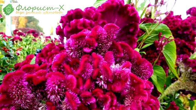 ?️ Выращивание целозии из семян рассадой: посев и уход смотреть онлайн