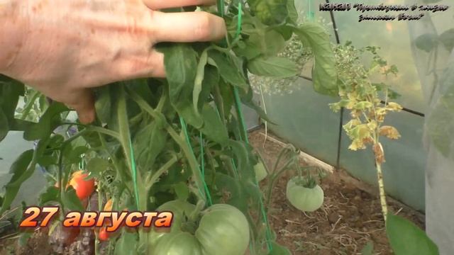 Пушистый крупный томат Пуховый смотреть онлайн