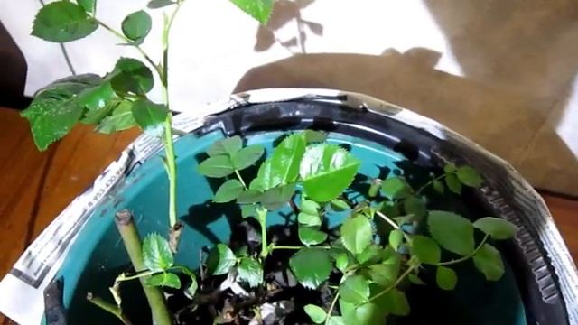 Черенки роз на подоконнике зимой. Проблемы. Что делать? смотреть онлайн