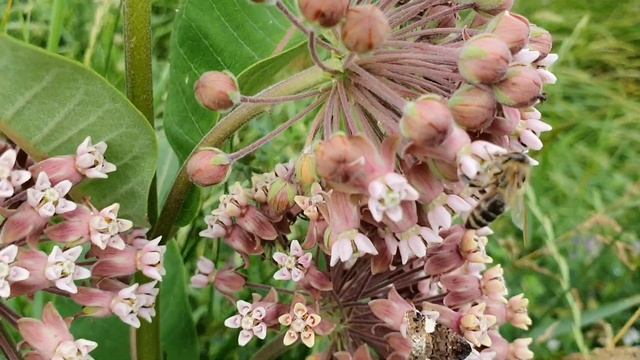 Агрессивный сорняк! Красивый цветок Ваточник сирийский ( Asclepias syriaca). смотреть онлайн