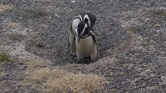 Magellan Penguin Househunting смотреть онлайн