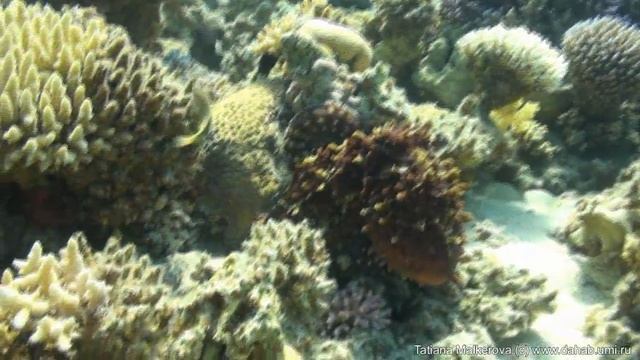 Дайвинг в Дахабе. Octopus in Ras Abu Galum смотреть онлайн