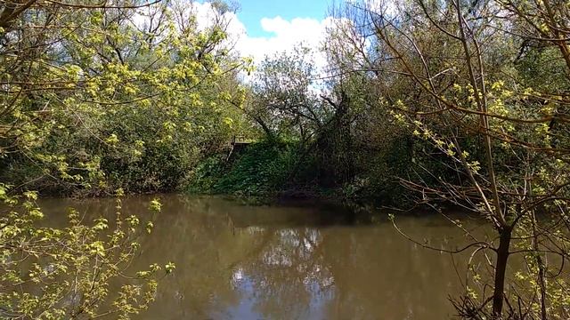 1134, левый берег Оки, близ деревни Тайное, скалы, известняк, ракушечник, известковые отложения смотреть онлайн