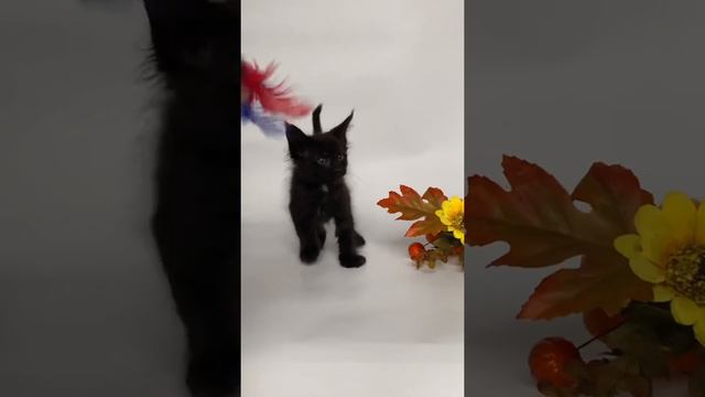 Чёрная с белым девочка мейн кун Селеста смотреть онлайн