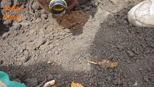 ЖУК ЗЛАТКА ПЛОДОВАЯ, НОРКА ЛИЧИНКИ, МЕСТО ОБИТАНИЯ ВРЕДИТЕЛЯ ДЕРЕВЬЕВ ВИШНИ и т д Safina Family смотреть онлайн