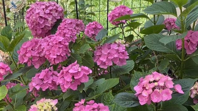 New "Neil Diamond" Rose in my garden pink and white смотреть онлайн