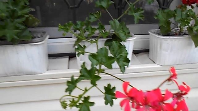 КАК Я УХАЖИВАЮ ЗА КРУПНОЛИСТНОЙ ГОРТЕНЗИЕЙ) ПЕЛАРГОНИЯ )РУДБЕКИЯ ) смотреть онлайн