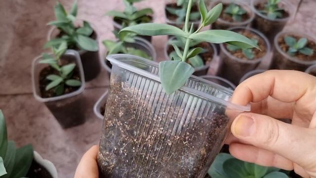 Проблемы рассады Эустомы - скручивание и пожелтение листьев, вытягивание. Почему и Как исправляю смотреть онлайн