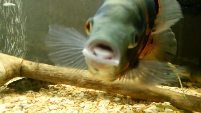 Новый питомец - сенегальский полиптерус. New pet - polypterus senegalus. смотреть онлайн
