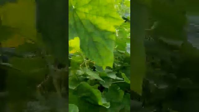 Грегориан семена огурца (Seminis / Семинис)