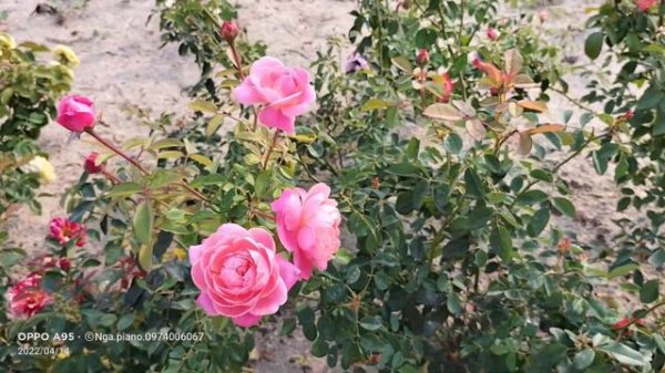 dream light rose tuyệt đẹp