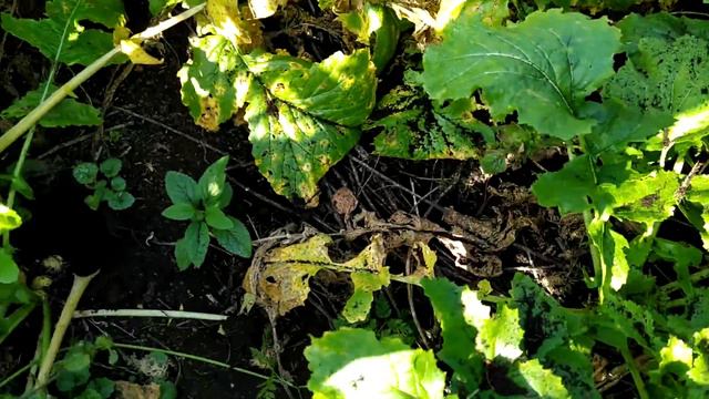 В лесу с гостями смотреть онлайн