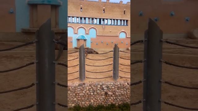Слоны в Московском зоопарке смотреть онлайн