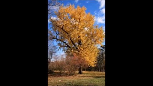 Bartram's Garden - Alec Lane смотреть онлайн