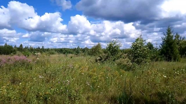 За городом. ч.1. Июль 2023 смотреть онлайн
