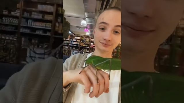 Самый большой кузнечик в МИРЕ! смотреть онлайн